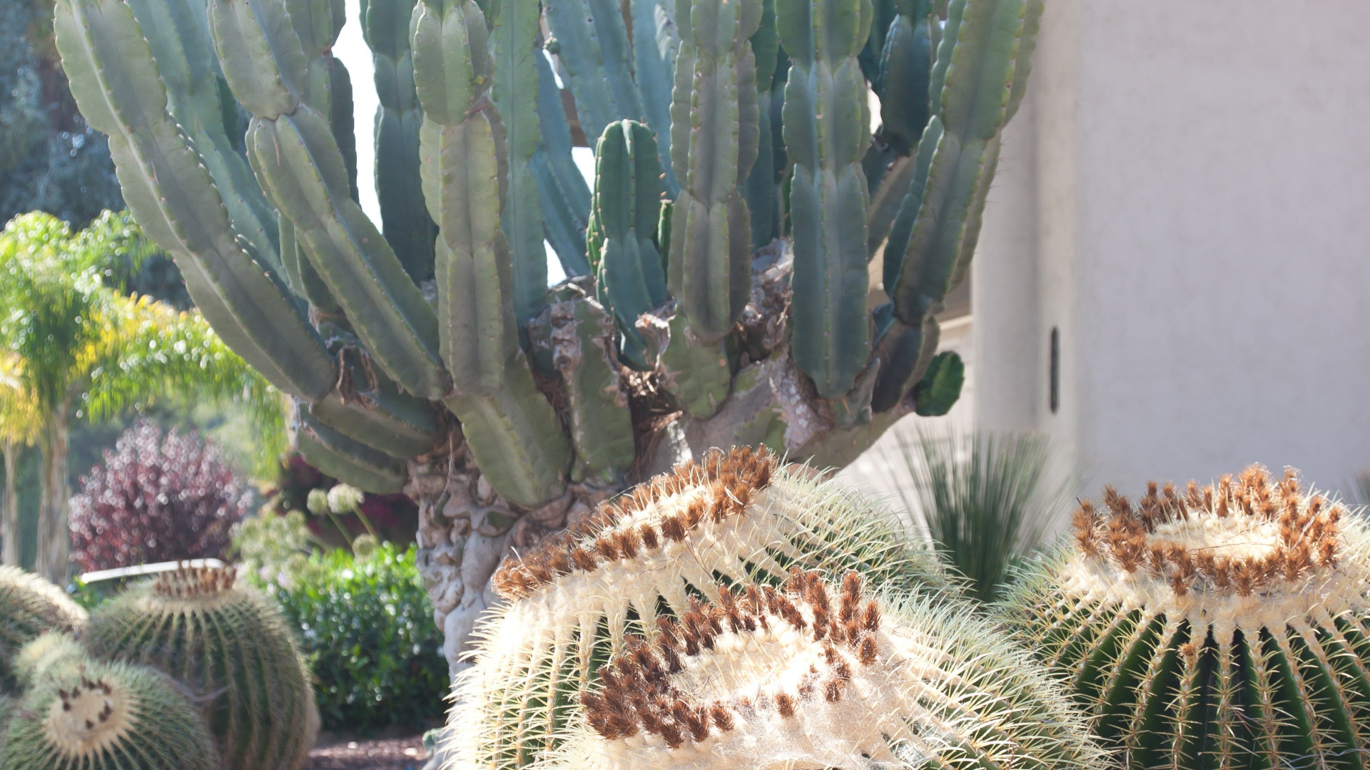 Associez vos cactus avec un intérieur tendance...